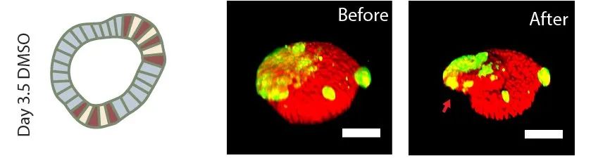 Nature Cell Biology | 细胞命运协调组织张力和细胞渗透压以促进小肠隐窝的形成