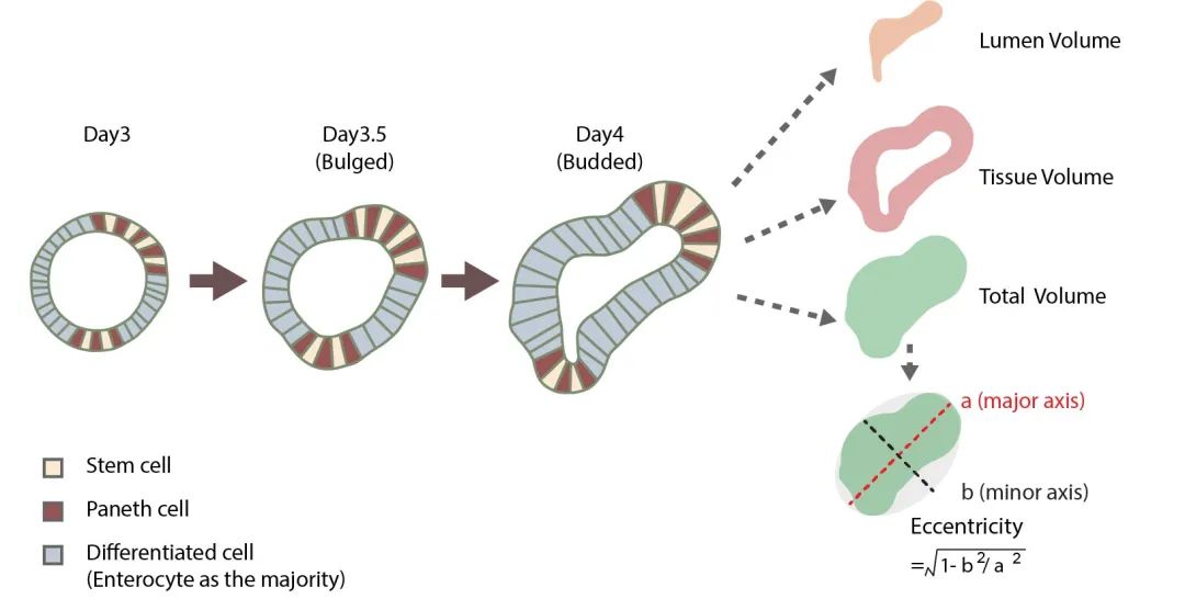 Nature Cell Biology | 细胞命运协调组织张力和细胞渗透压以促进小肠隐窝的形成
